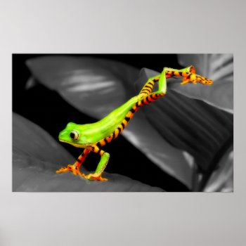 Jumping Tree Frog Poster by Wilderzoo at Zazzle
