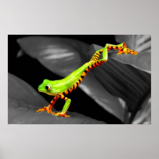 Jumping Tree Frog Poster (Front)