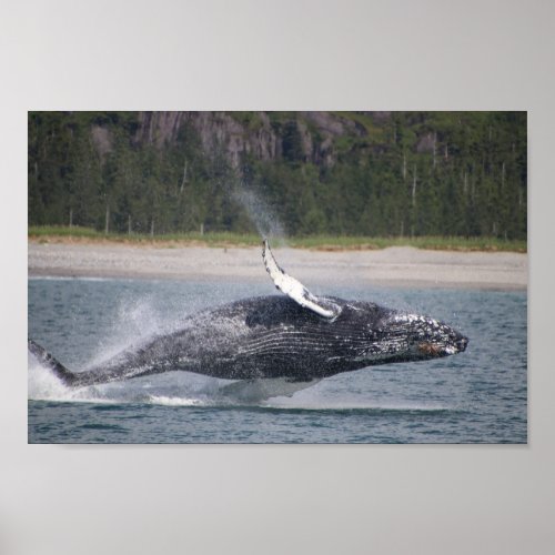 Jumping Whale Photograph Poster