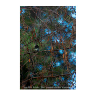 Junco Acrylic Print