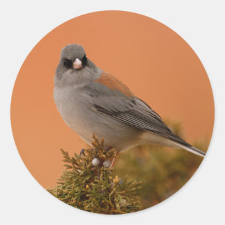 junco classic round sticker
