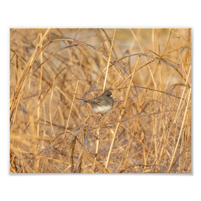 Junco On Icy Grass Photo Print (Front)