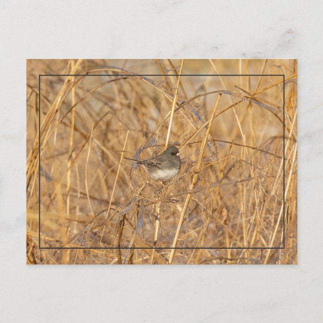 Junco On Icy Grass Postcard (Front)