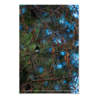Junco Photo Print