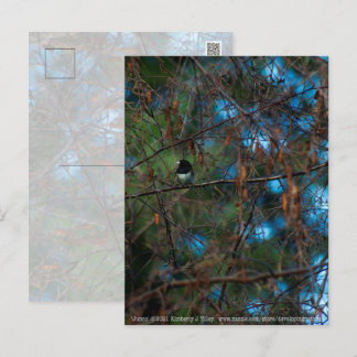 Junco Postcard