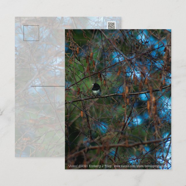 Junco Postcard (Front/Back)