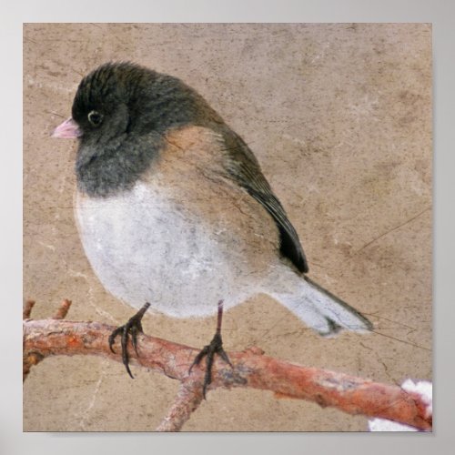 Junco Poster