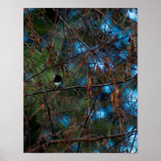 Junco Poster (Front)