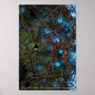 Junco Poster