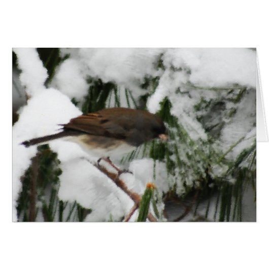 Junco Songbird Painting Cards (Front Horizontal)