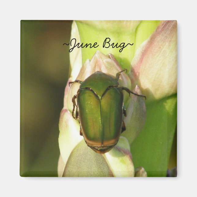 June Bug Magnet (Front)
