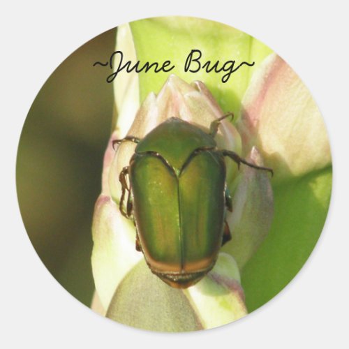 June Bug Stickers