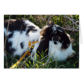 June Bunny (Front Horizontal)