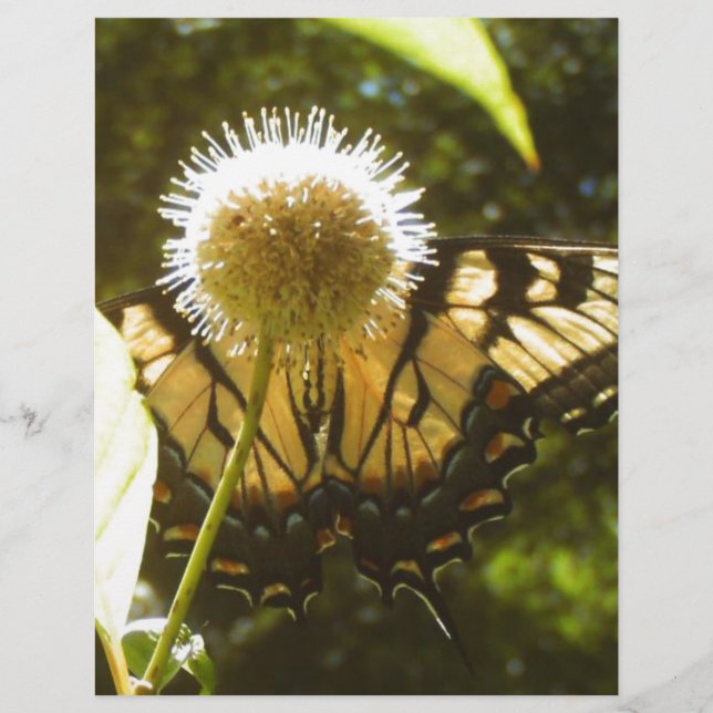 June Monarch Flyer (Front)