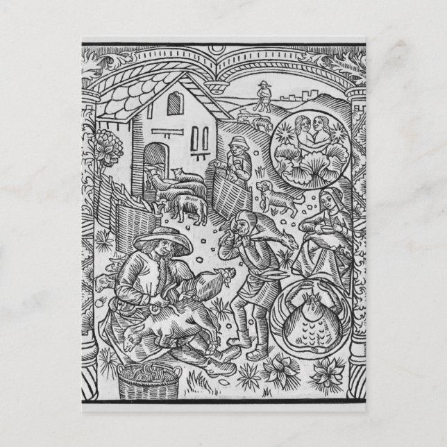 June, sheep shearing, Gemini Postcard (Front)