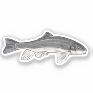 June Sucker Fish Vector Illustration Sticker