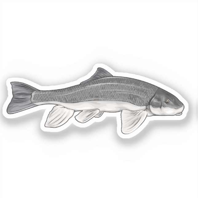 June Sucker Fish Vector Illustration Sticker (Front)