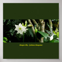 Jungle Amazon Lily - Eucharis Amazonica