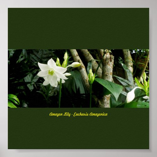 Jungle Amazon Lily _ Eucharis Amazonica Poster