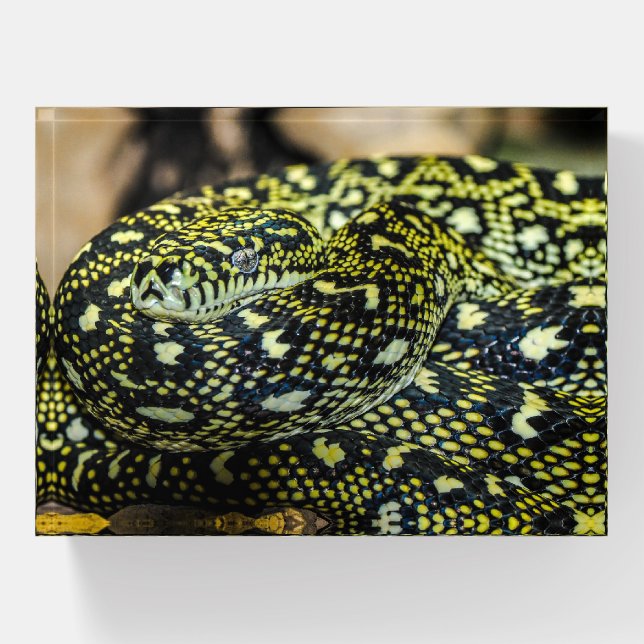 Jungle Carpet Python Snake Paperweight (Front)