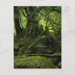 Jungle Forest Of Moss Postcard at Zazzle