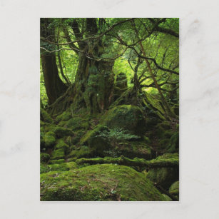 Jungle Forest of Moss Postcard