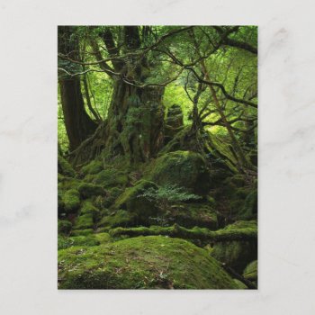 Jungle Forest Of Moss Postcard by Beauty_of_Nature at Zazzle