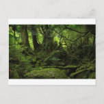 Jungle Forest Of Moss Postcard at Zazzle