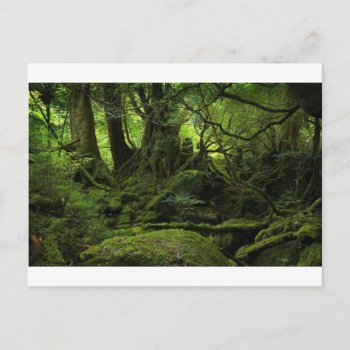 Jungle Forest Of Moss Postcard by Beauty_of_Nature at Zazzle