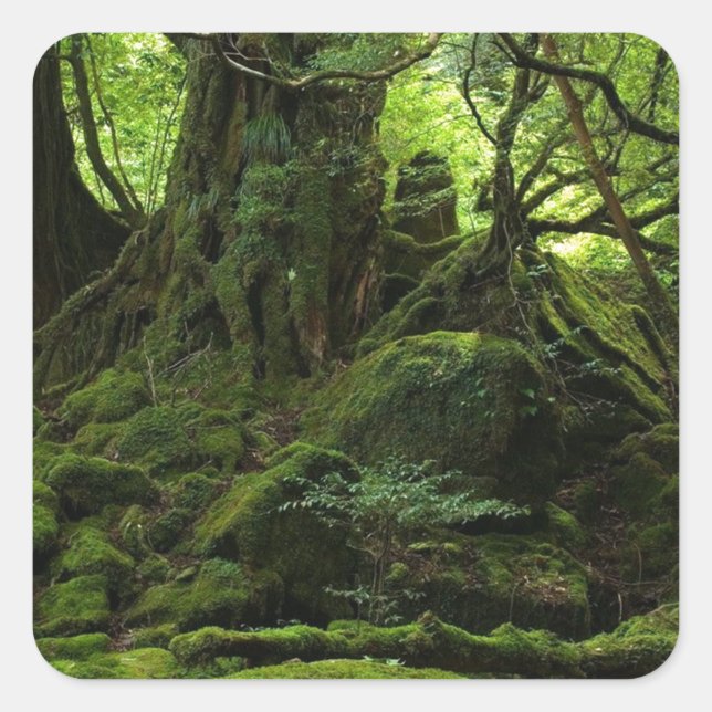 Jungle Forest of Moss Square Sticker (Front)