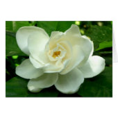 Jungle Gardenia (Front Horizontal)