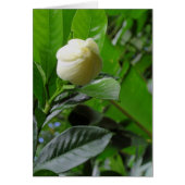 Jungle Gardenia (Front)