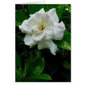 Jungle Gardenia (Front)