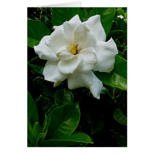 Jungle Gardenia (Front)