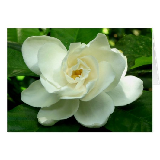 Jungle Gardenia Cards (Front Horizontal)