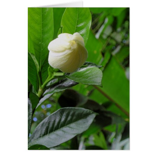 Jungle Gardenia Cards (Front)