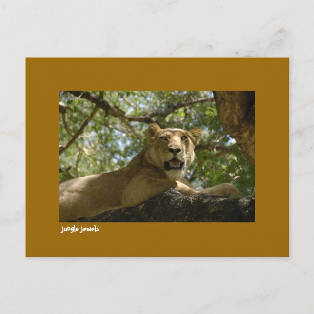 Jungle Jewels Postcard (Front)