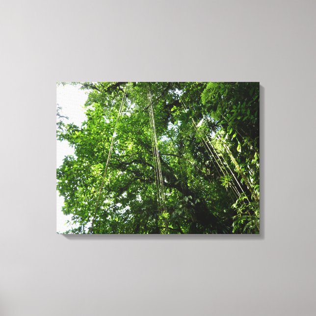 Jungle Ropes Rainforest Photography Canvas Print (Front)