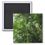 Jungle Ropes Rainforest Photography Magnet