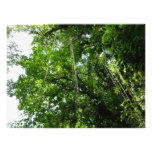 Jungle Ropes Rainforest Photography Photo Print