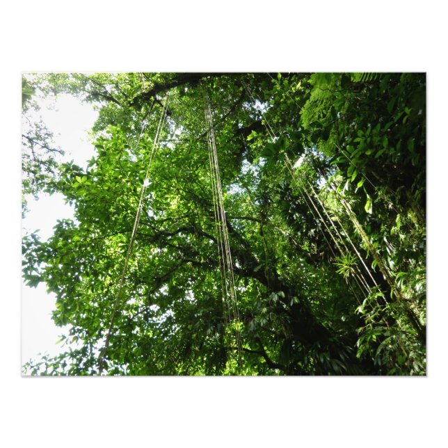 Jungle Ropes Rainforest Photography Photo Print (Front)