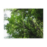 Jungle Ropes Rainforest Photography Postcard