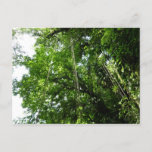 Jungle Ropes Rainforest Photography Postcard