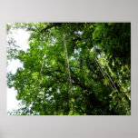 Jungle Ropes Rainforest Photography Poster