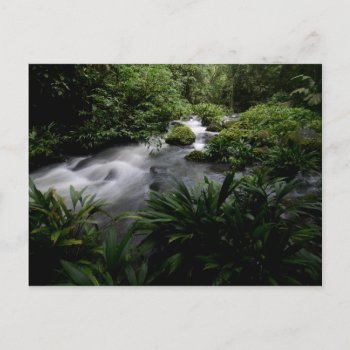 Jungle Stream River Landscape Amazon Postcard by Beauty_of_Nature at Zazzle