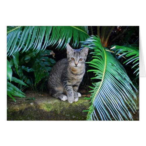 Jungle Tabby Kitten Card