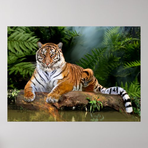 JUNGLE TIGER POSTER