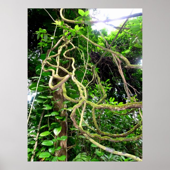 Jungle vines poster (Front)