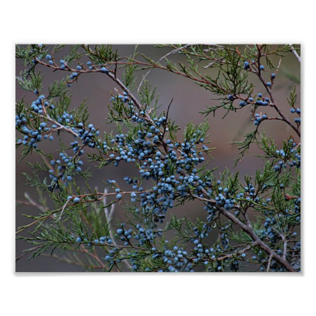 Juniper berries photo print (Front)