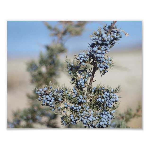 juniper berry by mp kozlowsky